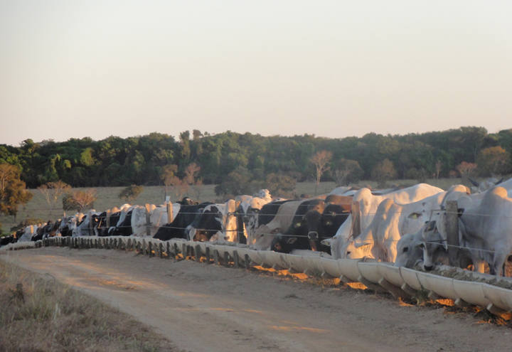 Senado realiza debate sobre minerais para agricultura e pecuária