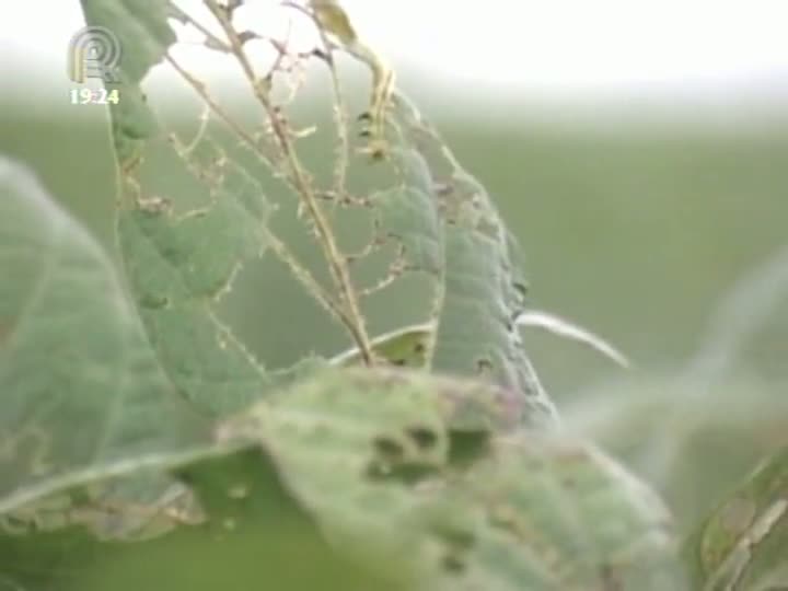 Infestação de lagartas em lavouras de soja causa prejuízos no sudoeste de Goiás