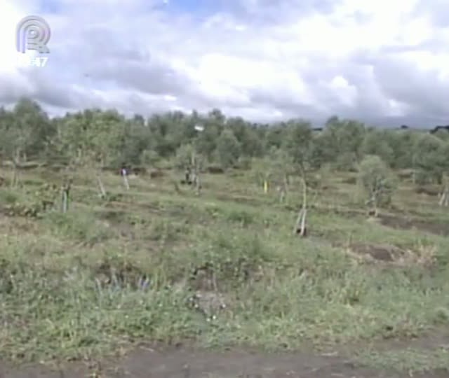 Produção de azeite de oliva é simples, mas exige atenção dos produtores