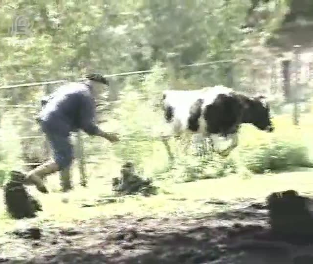 Raiva herbívora mata quatro mil animais no Rio Grande do Sul