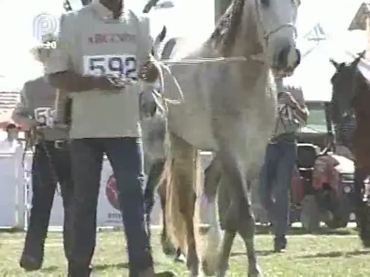 Pesquisa traça o perfil reprodutivo do mangalarga marchador