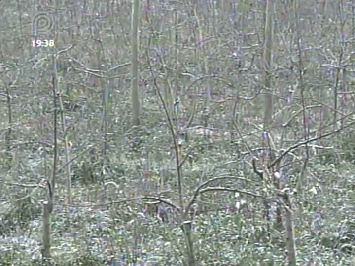 Frio intenso aliado a umidade castiga a produção de trigo no Paraná