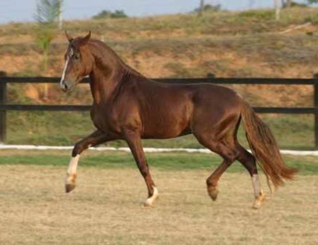 10 coisas que talvez você não saiba sobre cavalos