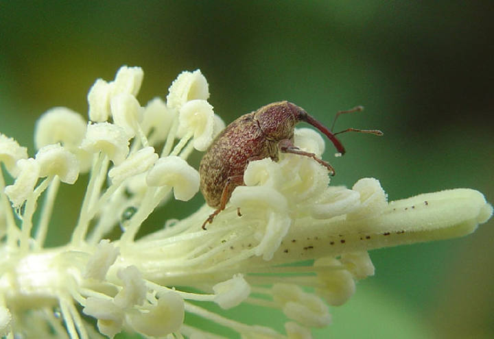 Número de bicudos cresce no início da safra em Mato Grosso