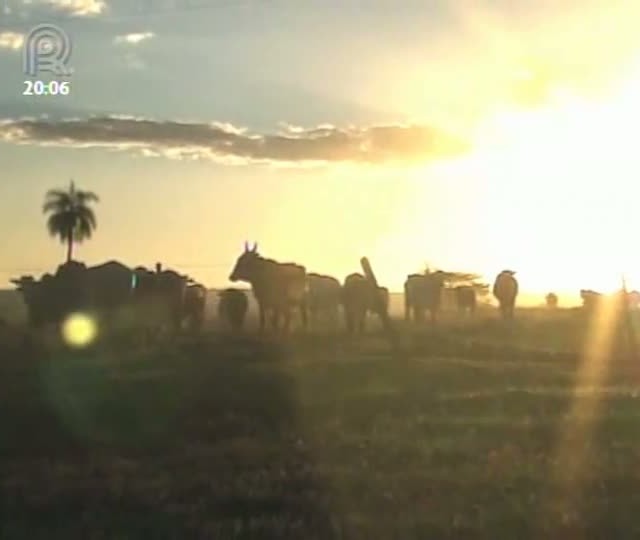 Suplementação a pasto ajuda a produzir animais de campo mais precoces e produtivos