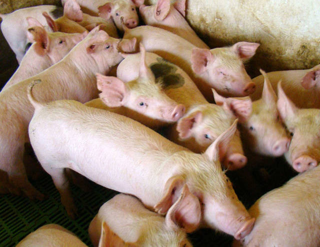 Falta de milho provoca prejuízo de até R$ 130 por animal em Santa Catarina