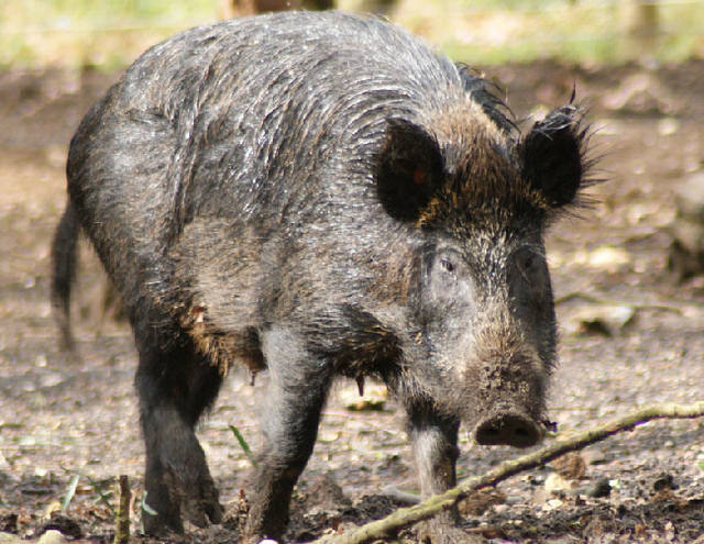 Javalis selvagens de Santa Catarina são destaque da semana