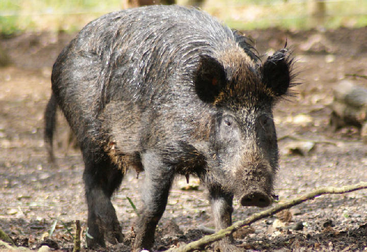 Javalis destroem plantações em Santa Catarina