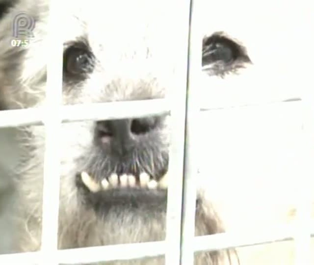 Abandono de animais cresce com a crise na Espanha