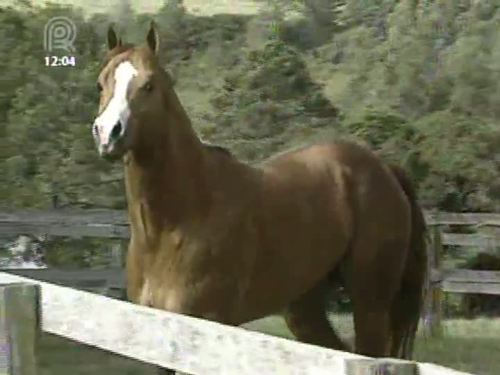 Haras São Carlo é destaque no programa Grandes Fazendas