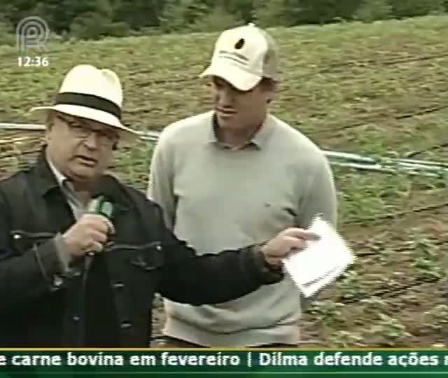 Gerente da Souza Cruz fala sobre benefícios da rotação de culturas em áreas de produção de tabaco