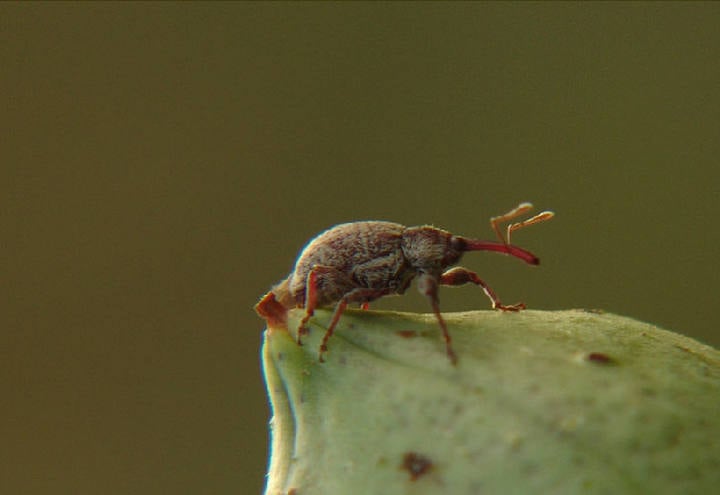 Brasil e México estreitam parceria em prol do controle biológico de pragas agrícolas