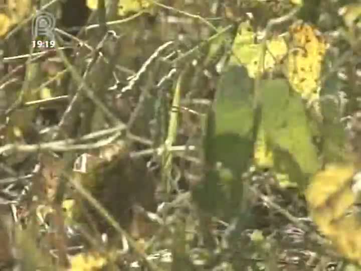 Produtores de feijão comemoram bom momento do grão no mercado interno