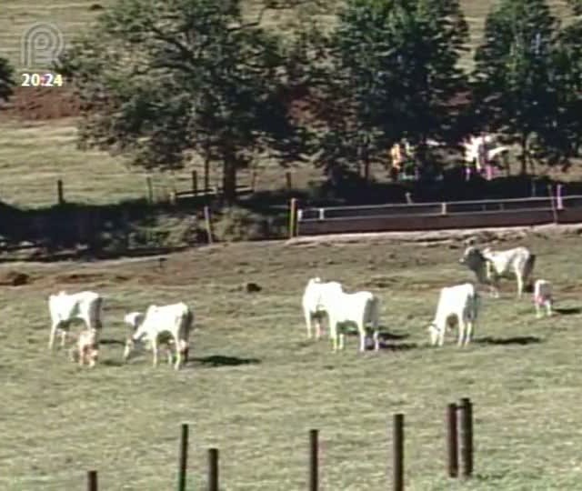 Família Vicintin promove shopping de prenhezes e animais em Minas Gerais