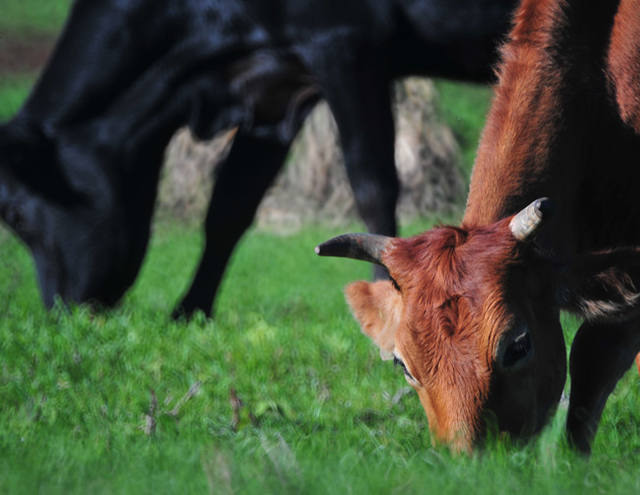 Saiba o que é e como surgiu o Mal da Vaca Louca