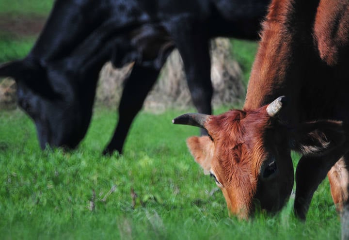 Saiba o que é e como surgiu o Mal da Vaca Louca