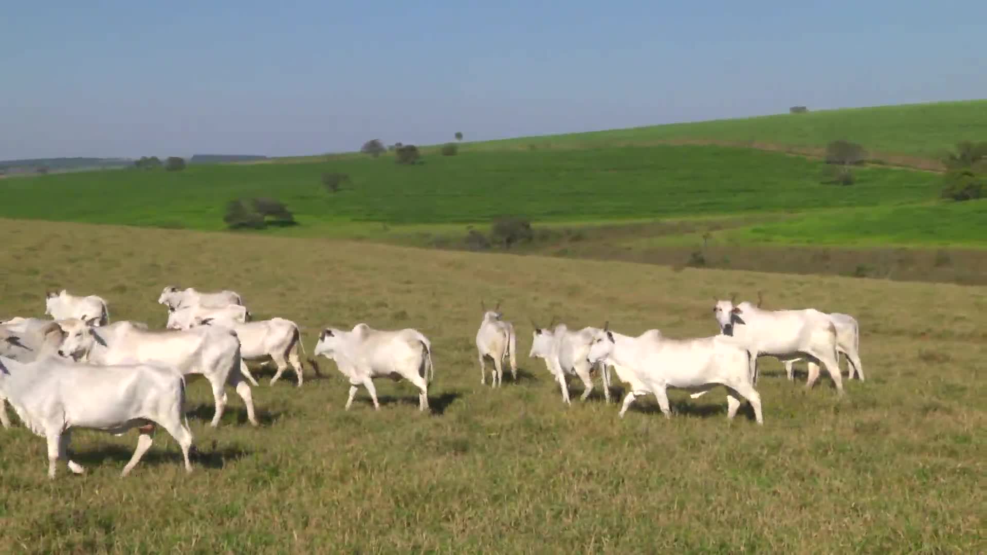 Parceiros do Campo - Guarantã - SP