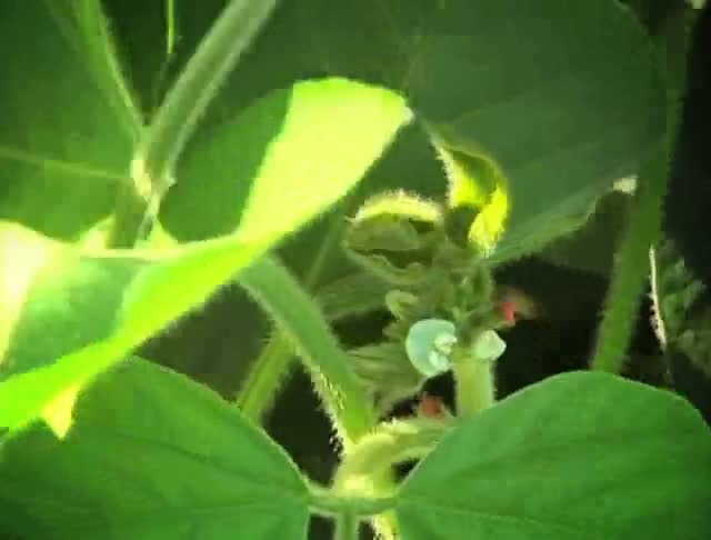 Momento Soja: Adubação por Sistema