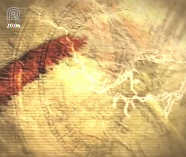 Morte súbita das pastagens de braquiária traz prejuízos aos pecuaristas