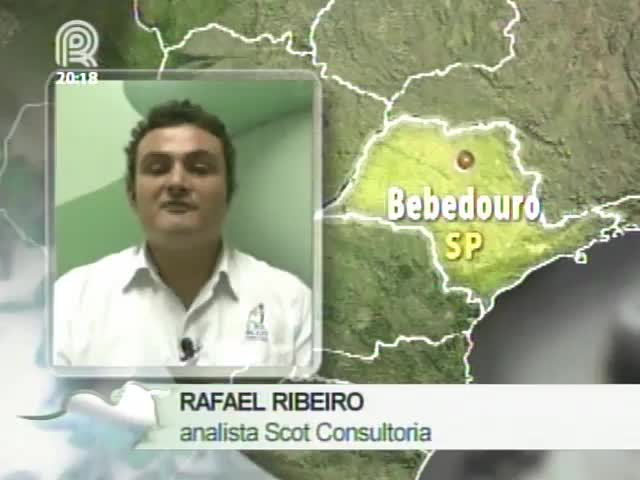 O analista da Scot Consultoria, Rafael Ribeiro, comenta sobre o mercado do boi gordo