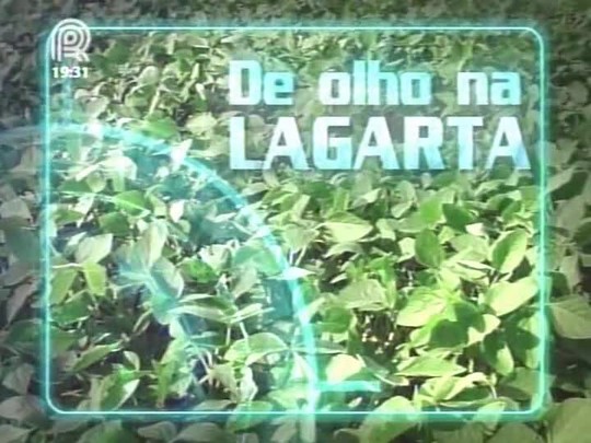 Prejuízo devido ataques da lagarta helicoverpa em Mato Grosso estão próximos de R$ 1 bilhão