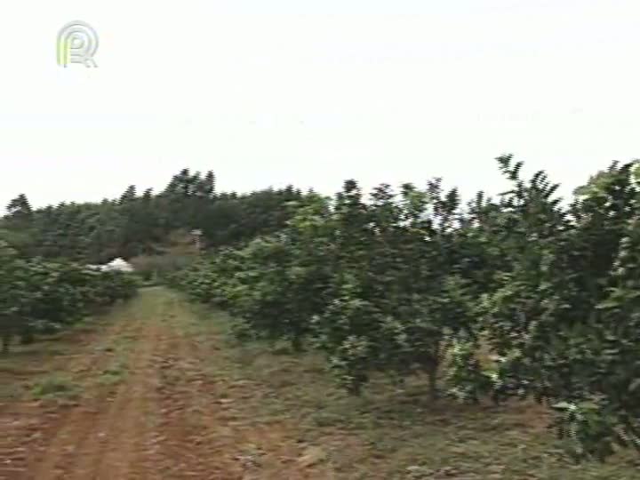 Preço pago pela caixa de laranja está baixo