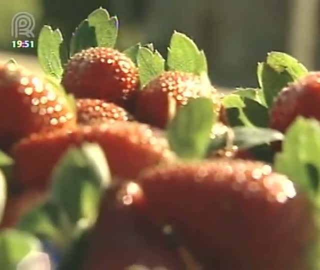 Expectativa de produtores de morangos do interior de São Paulo é recuperar as perdas do ano passado