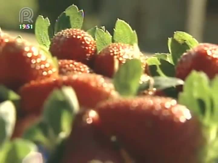 Expectativa de produtores de morangos do interior de São Paulo é recuperar as perdas do ano passado