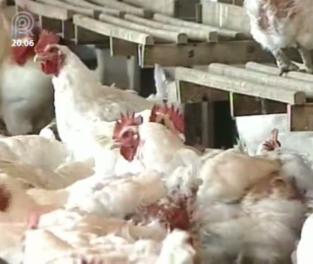 Dr. Pecuária: bronquite infecciosa das galinhas