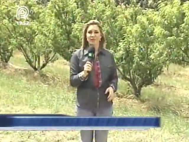 Colheita da safra de pêssego começa no Rio Grande do Sul