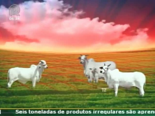 Técnica Rural - Pecuária de Corte - Melhoramento de campo nativo com forrageiras de inverno