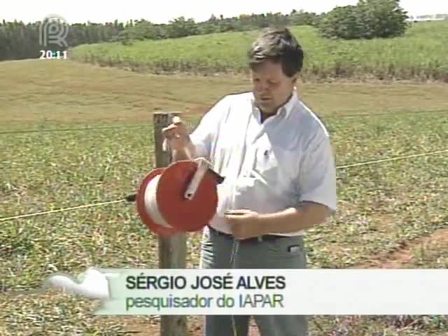 Dica ILPF: Pesquisador do Iapar fala sobre uma alternativa para cerca