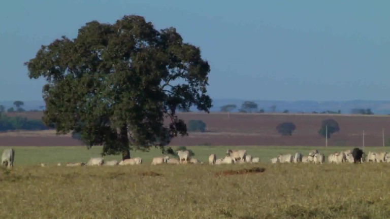 Parceiros do Campo – Capinópolis – MG
