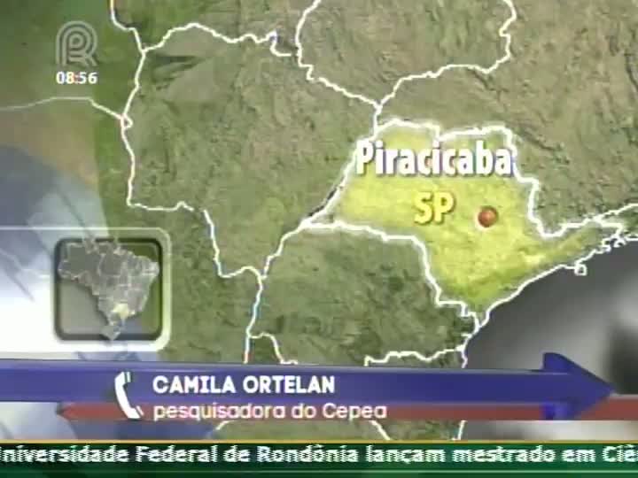 Preços do frango vivo apresentaram alta significativa ao longo do ano