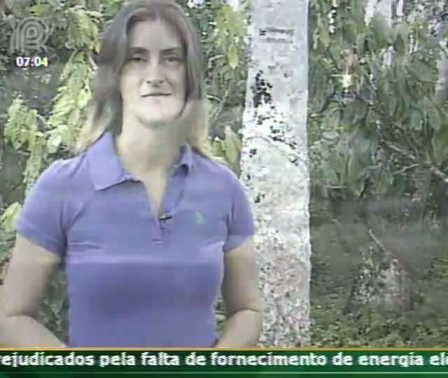 Técnica Rural - Saiba como produzir mudas de seringueira