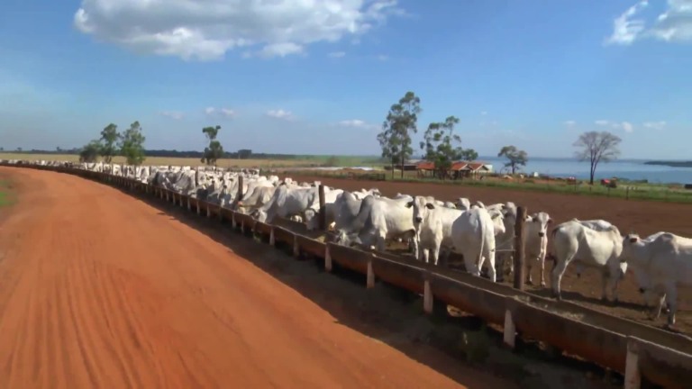 Parceiros do Campo- Pereira Barreto – SP