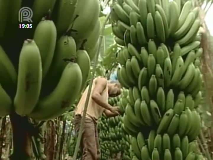 Produtores brasileiros de banana temem a possibilidade de importação da fruta do Equador