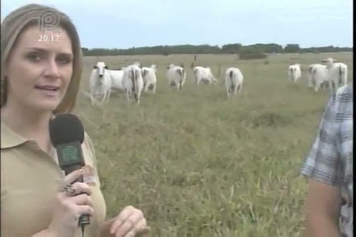 Equipe do Rota da Pecuária conhece projeto com fêmeas em Mato Grosso