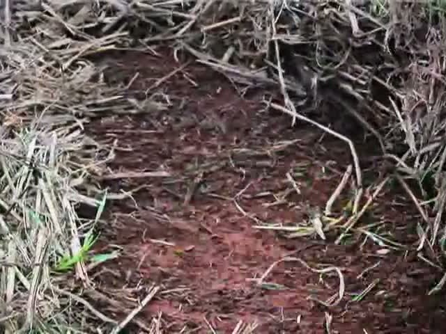 Momento Soja - Plantio direto