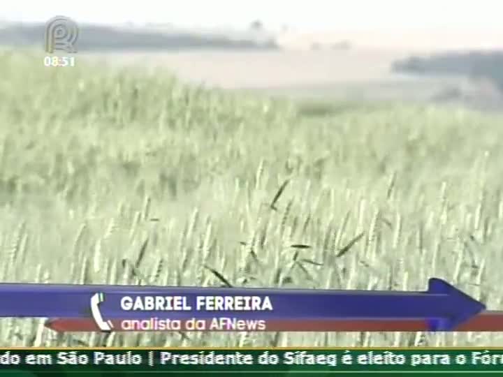 Lavouras de trigo são afetadas pela geada no Paraná