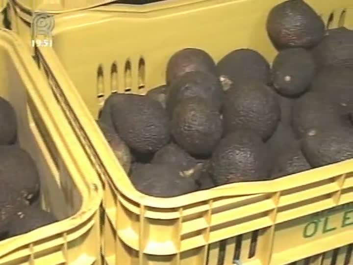 Avocado, fruta da família do abacate, faz sucesso na gastronomia internacional