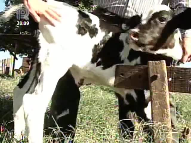 Cuidados com o bezerro devem seguir até animal completar três meses