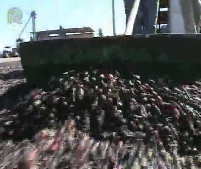 Técnica Rural - Café - Colheita do café de montanha