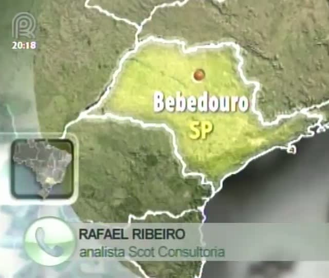 Analista da Scot Consultoria fala sobre o mercado de boi gordo