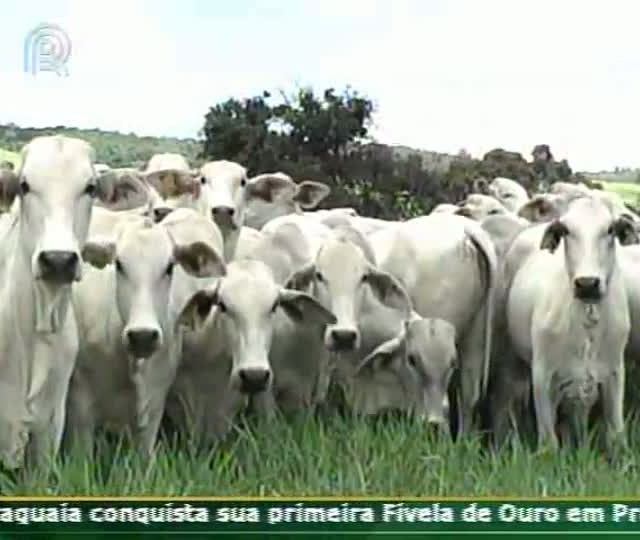 Técnica Rural - Gestão na propriedade