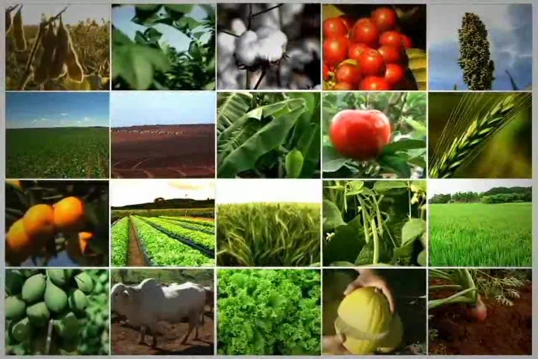 Uso de controle biológico nas lavouras é destaque no Tecnologia do Campo