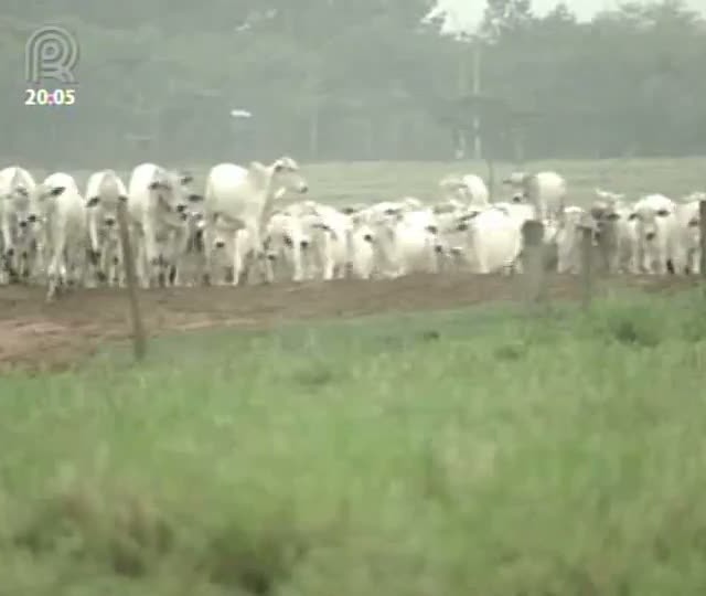 Dr. Pecuária: tuberculose bovina