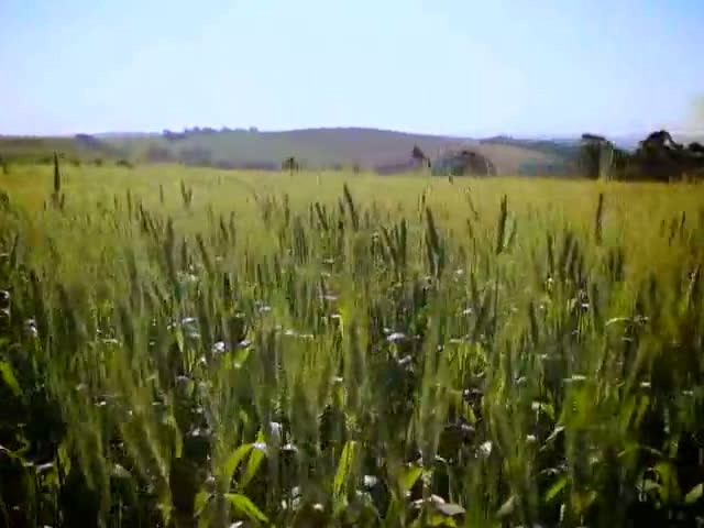 Momento Soja - Sistemas de Produção