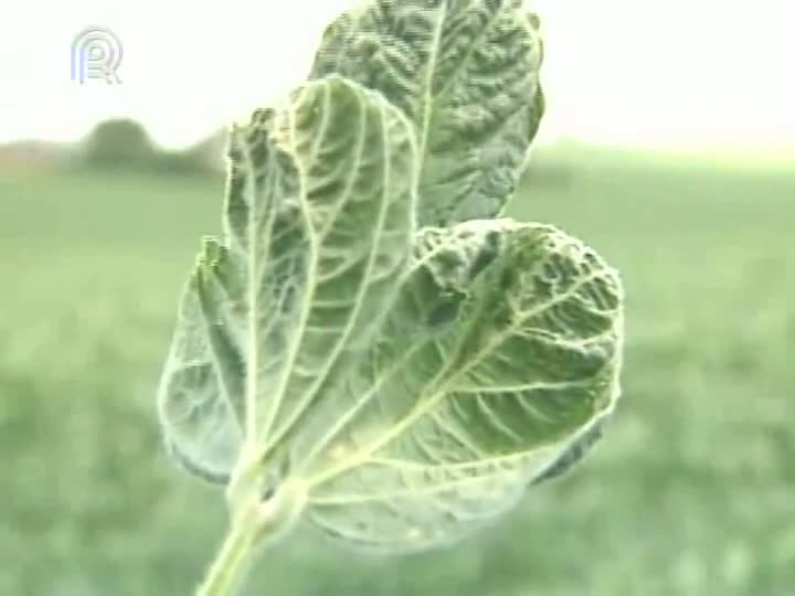 Mancha escura provoca perdas nas lavouras de soja no Rio Grande do Sul