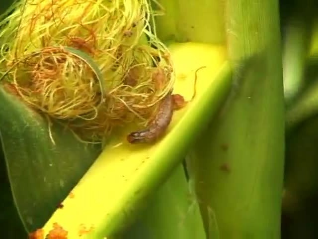 Momento Soja: Helicoverpa